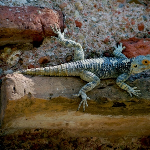 Lézard vert sur un mur de vieilles briques - Turquie  - collection de photos clin d'oeil, catégorie animaux